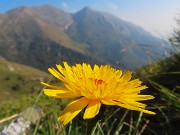 70 Omaggio floreale per le cime di oggi Foppazzi e Grem